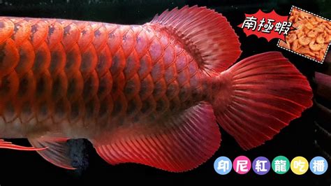 紅龍魚可以吃嗎